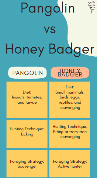 Pangolin contre Honey Badger