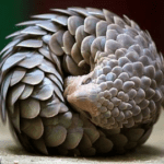 Are Pangolins Docile