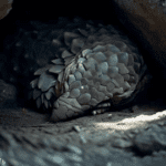Why Are Pangolins Nocturnal