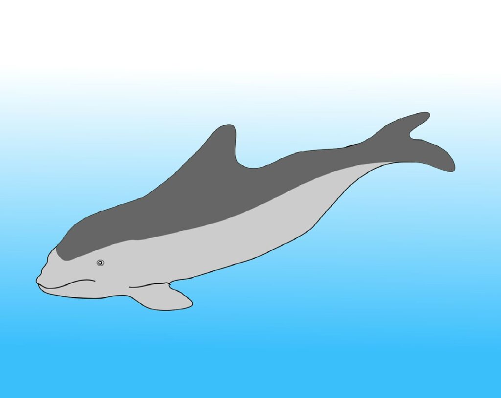 how porpoises breathe