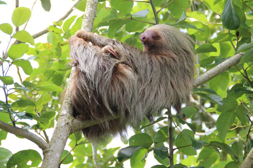 Do Sloths Fall Out of Trees