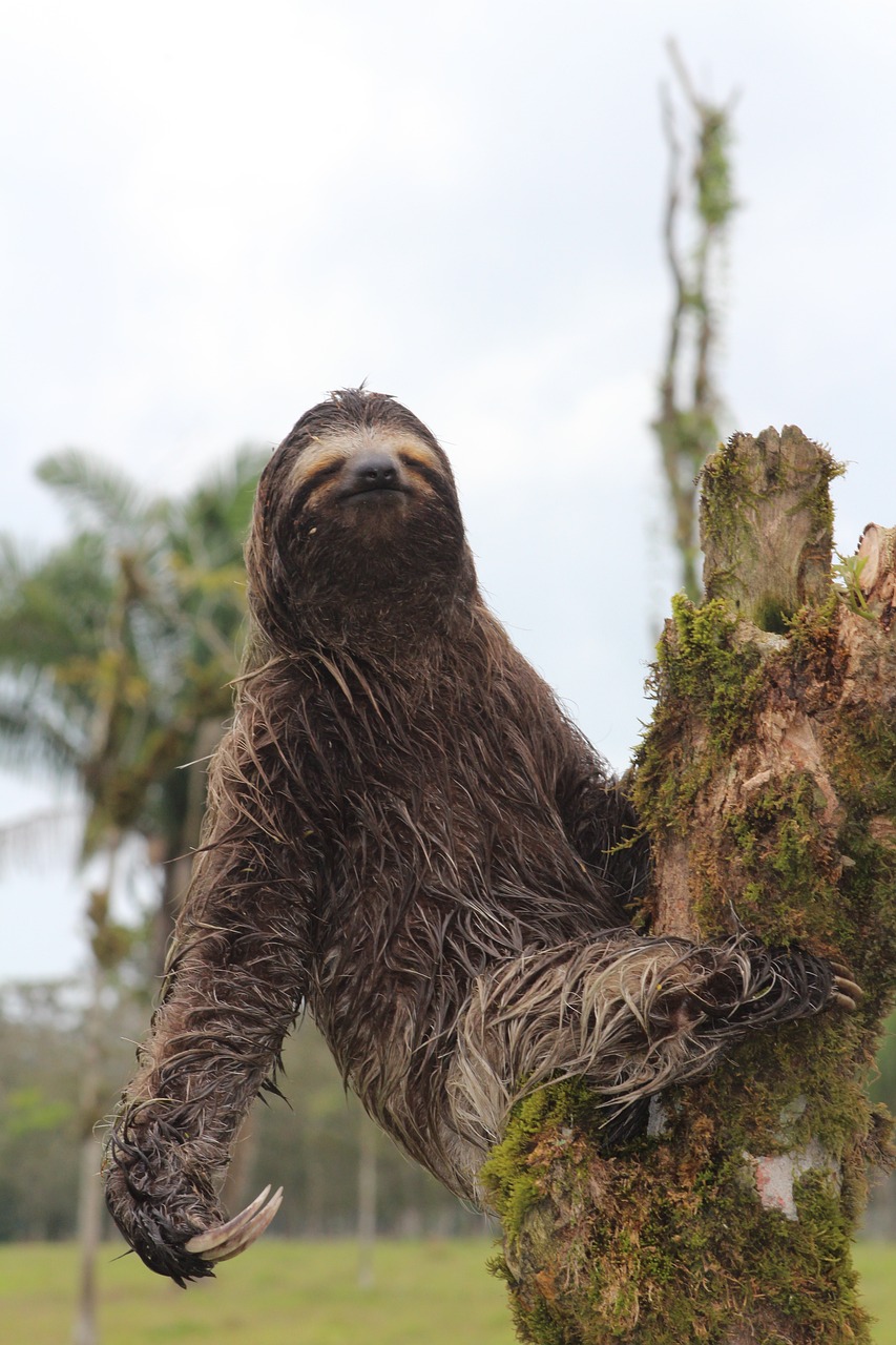 Can Sloths be Aggressive