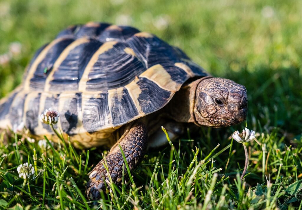 do greek tortoises hibernate