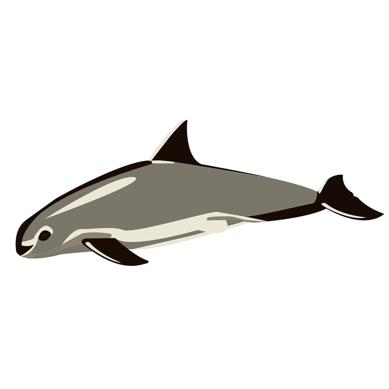 how fast can a vaquita swim