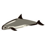 są delfiny Vaquitas