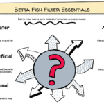Czy ryba Betta potrzebuje filtra