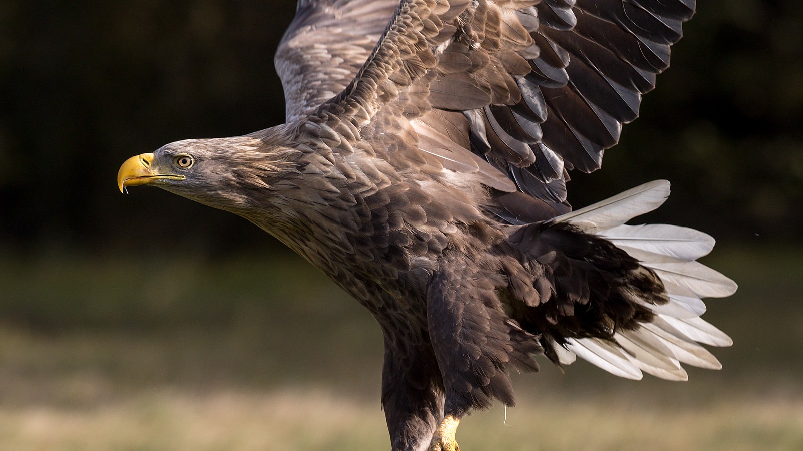 white tailed eagle vs wolf