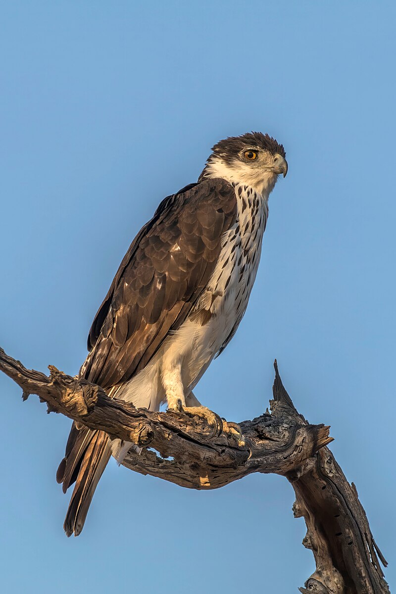 Can african hawk eagles See at Night