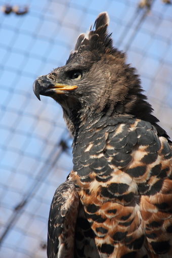 how does a crowned eagle protect itself