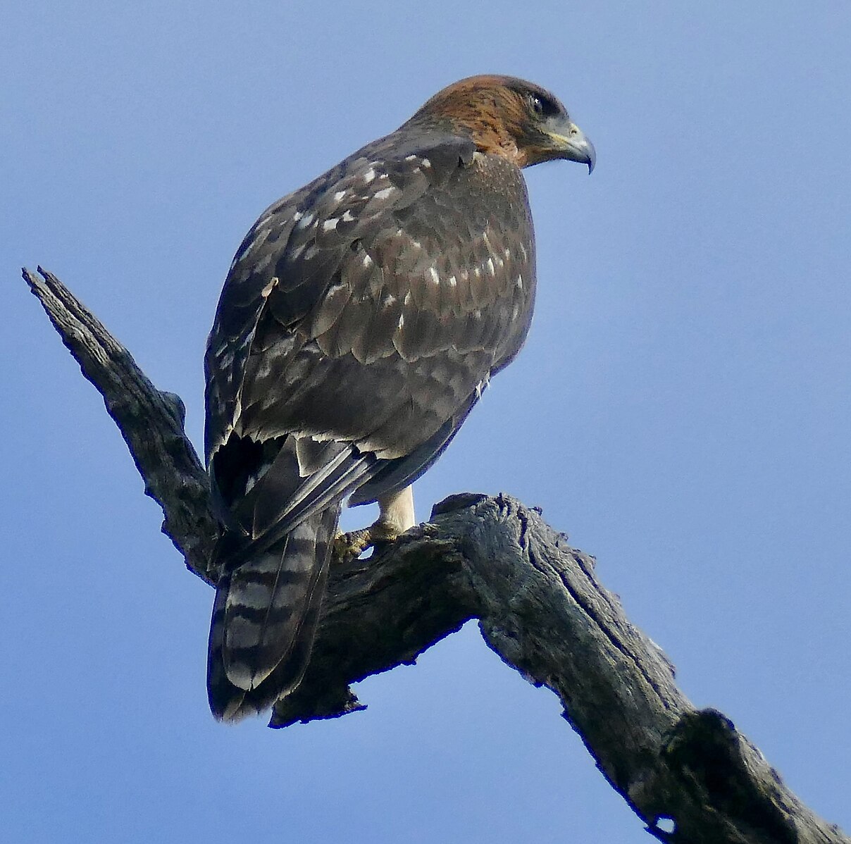 african hawk eagle Feather