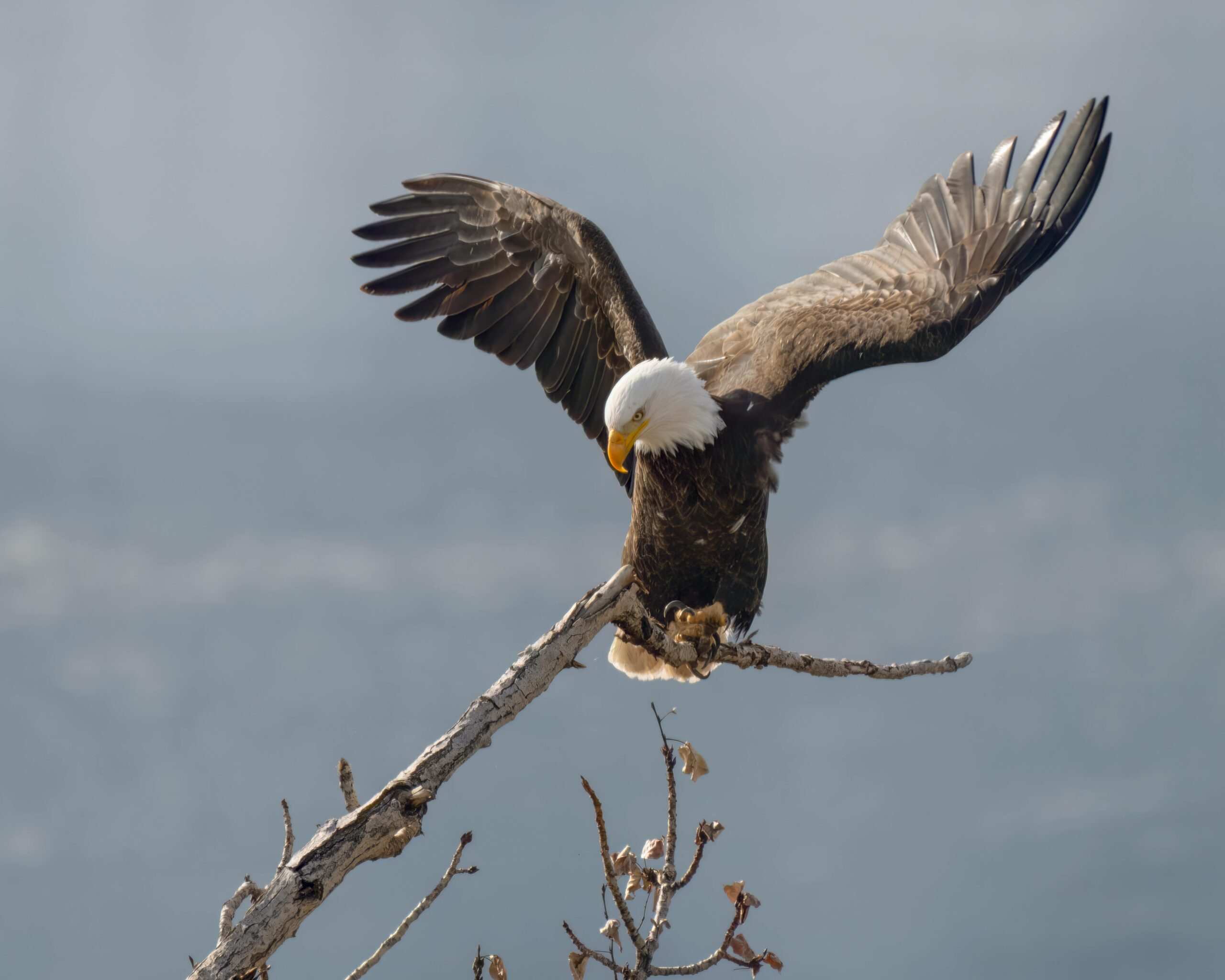 what do bald eagles eat in winter