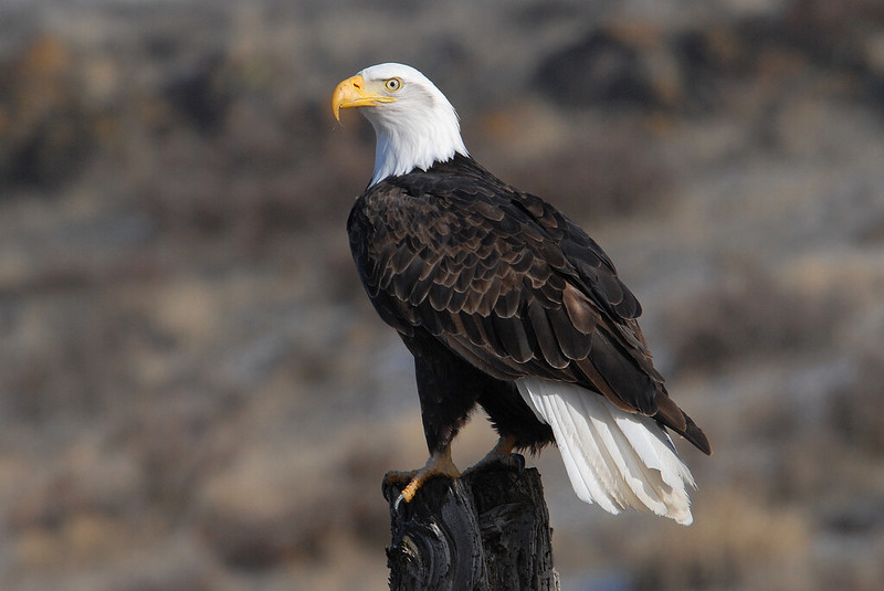 why do bald eagles break their beaks