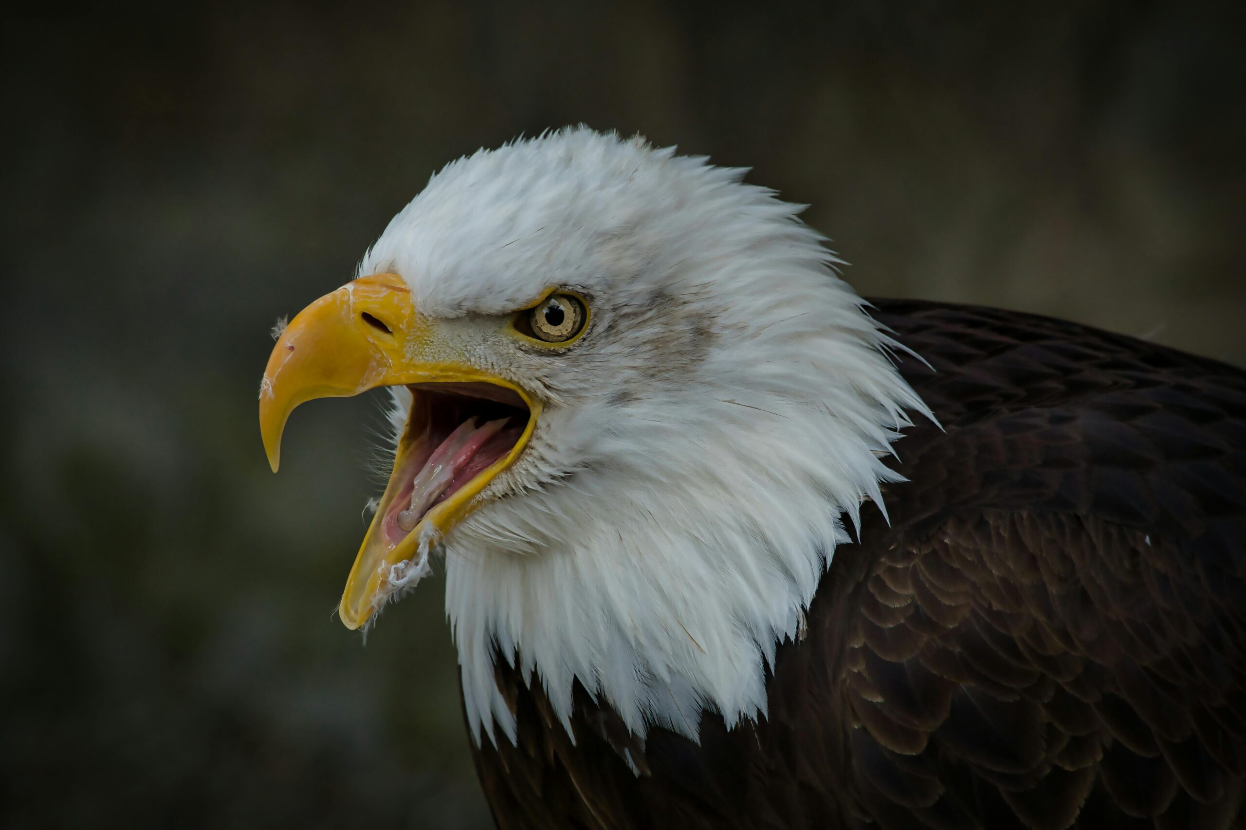 how often do bald eagles eat