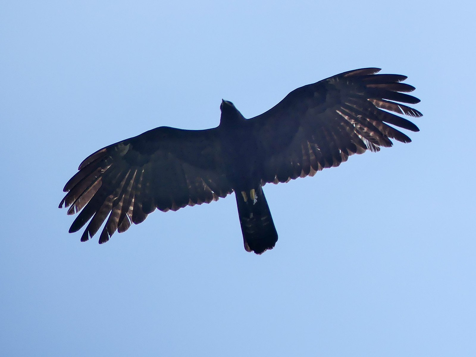 black eagle feather