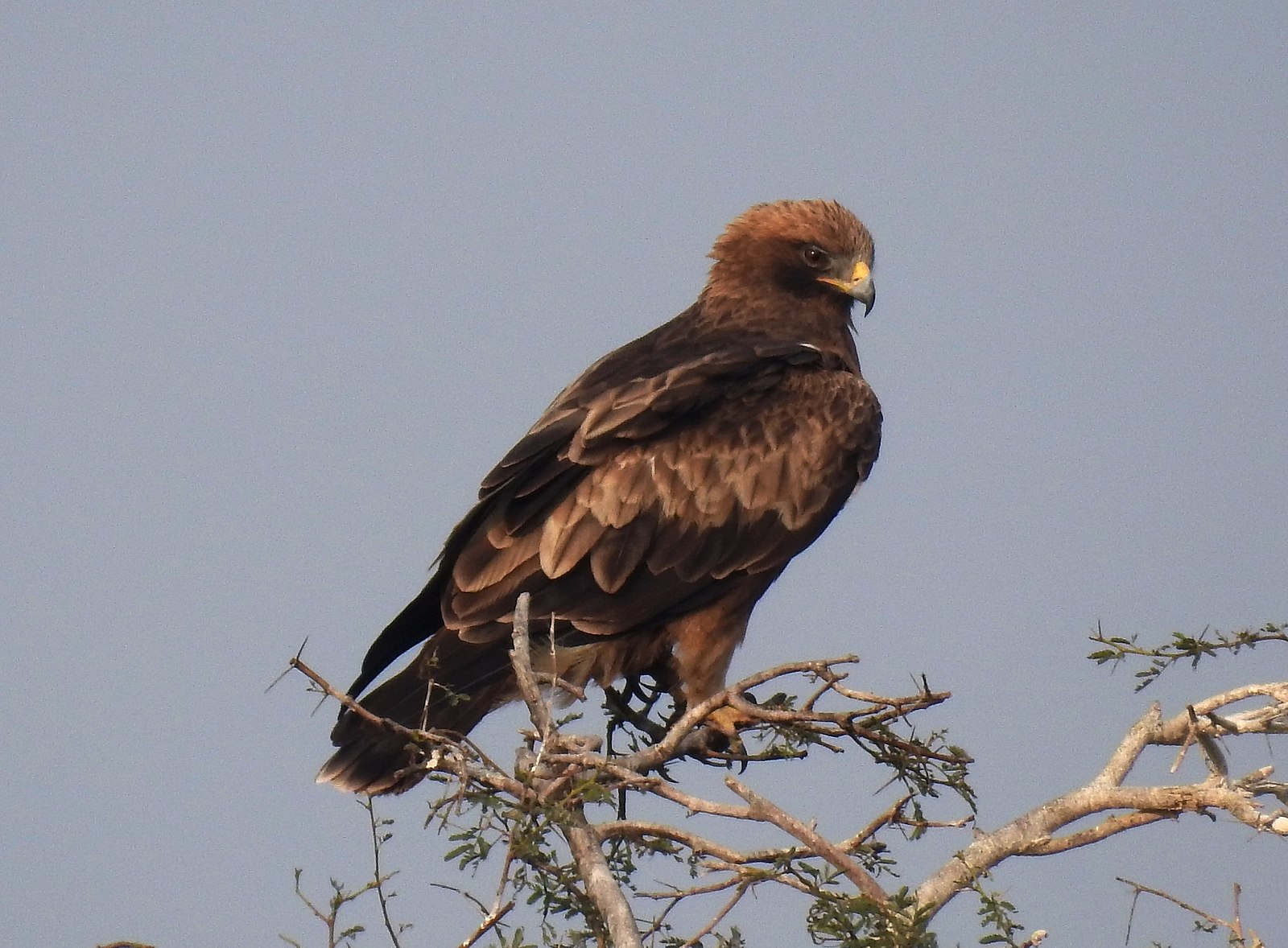 booted eagle nose