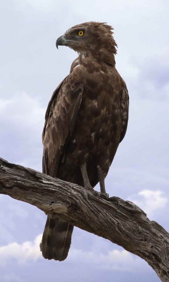 can brown snake eagles turn their heads 360 degrees