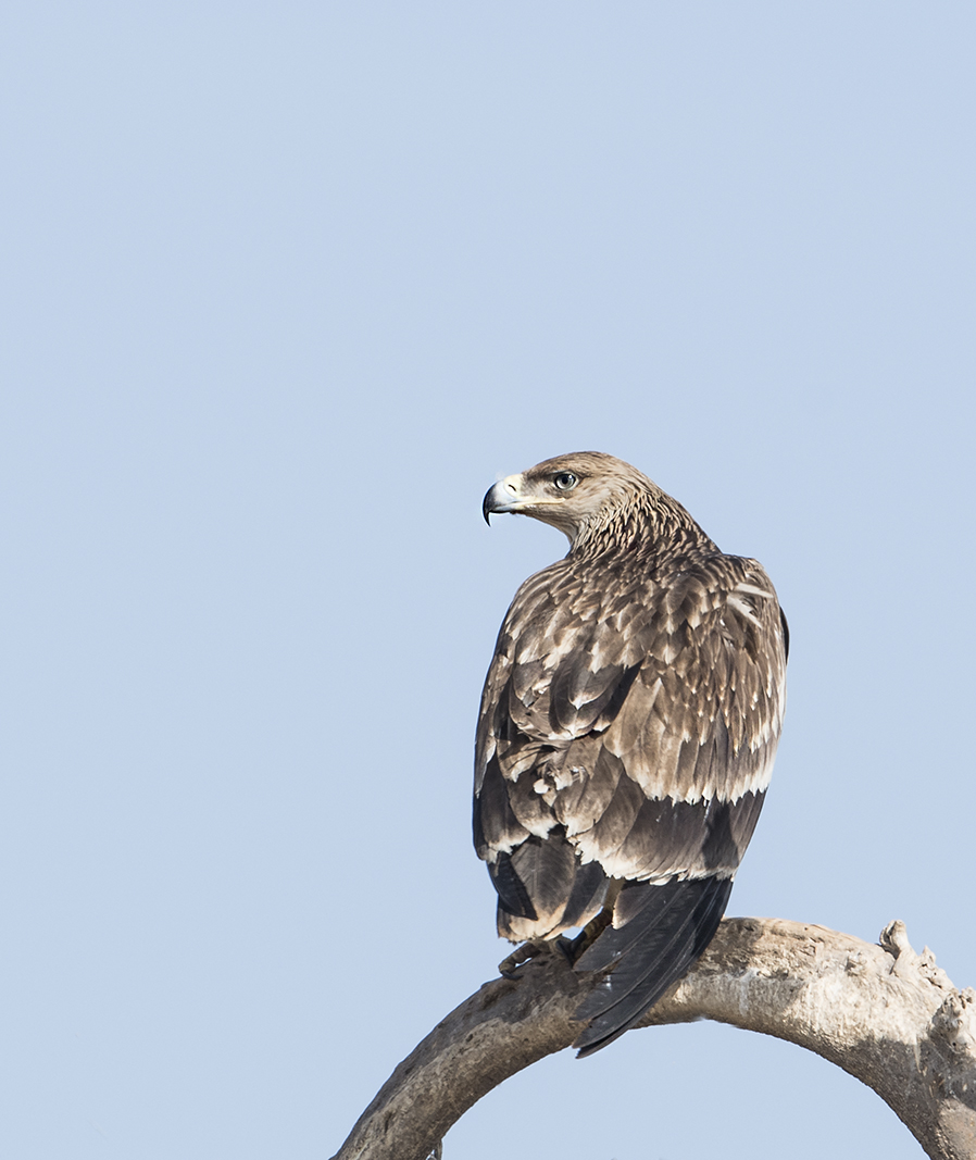 can eastern imperial eagles be black