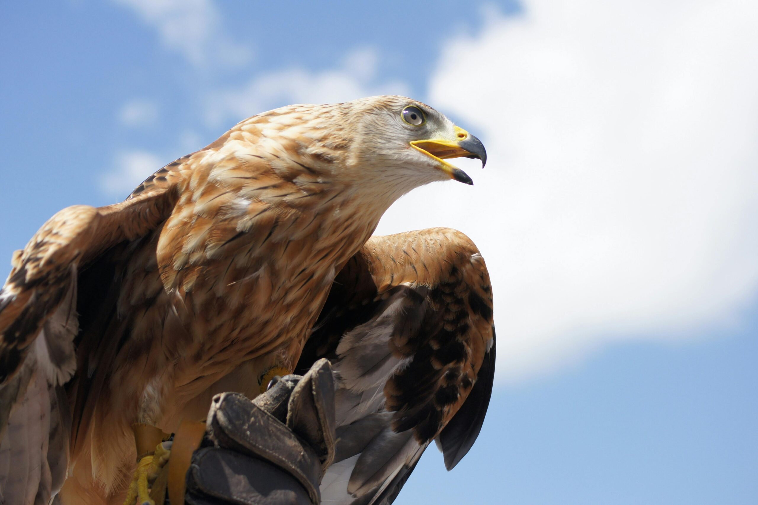 Golden Eagle vs fish eagle