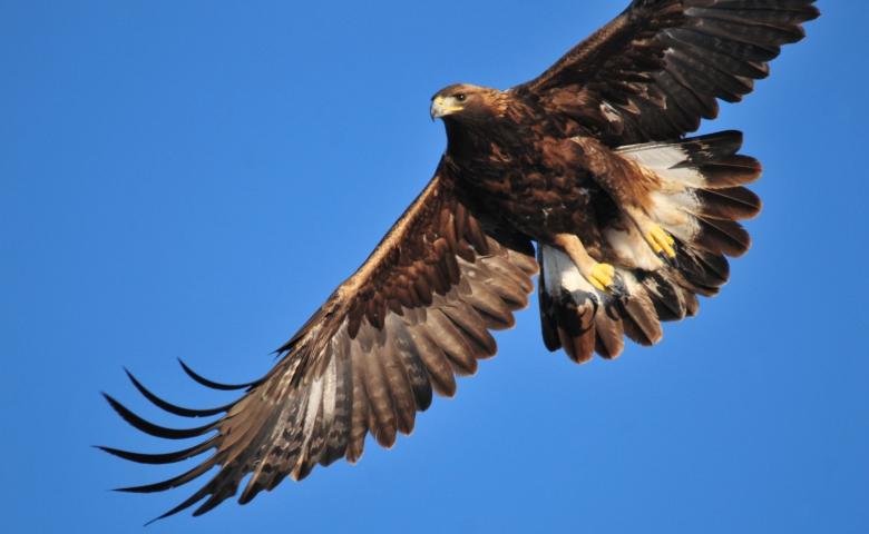 Golden Eagle vs harpy eagle