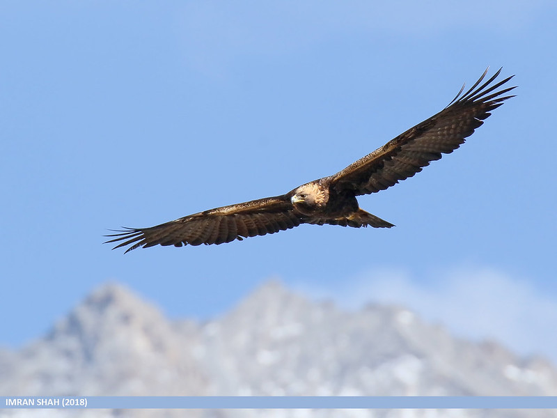 are there golden eagles in Antarctica