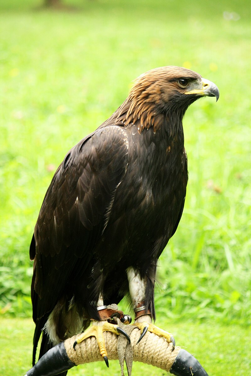 how big is a Golden Eagle's foot