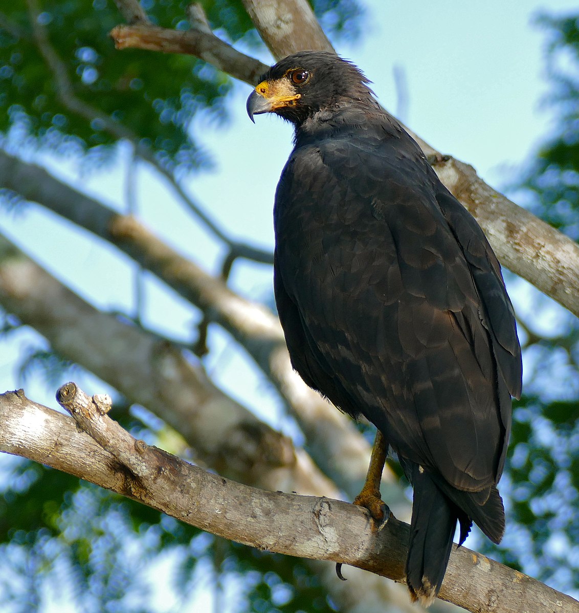 Can great black hawks Kill Humans