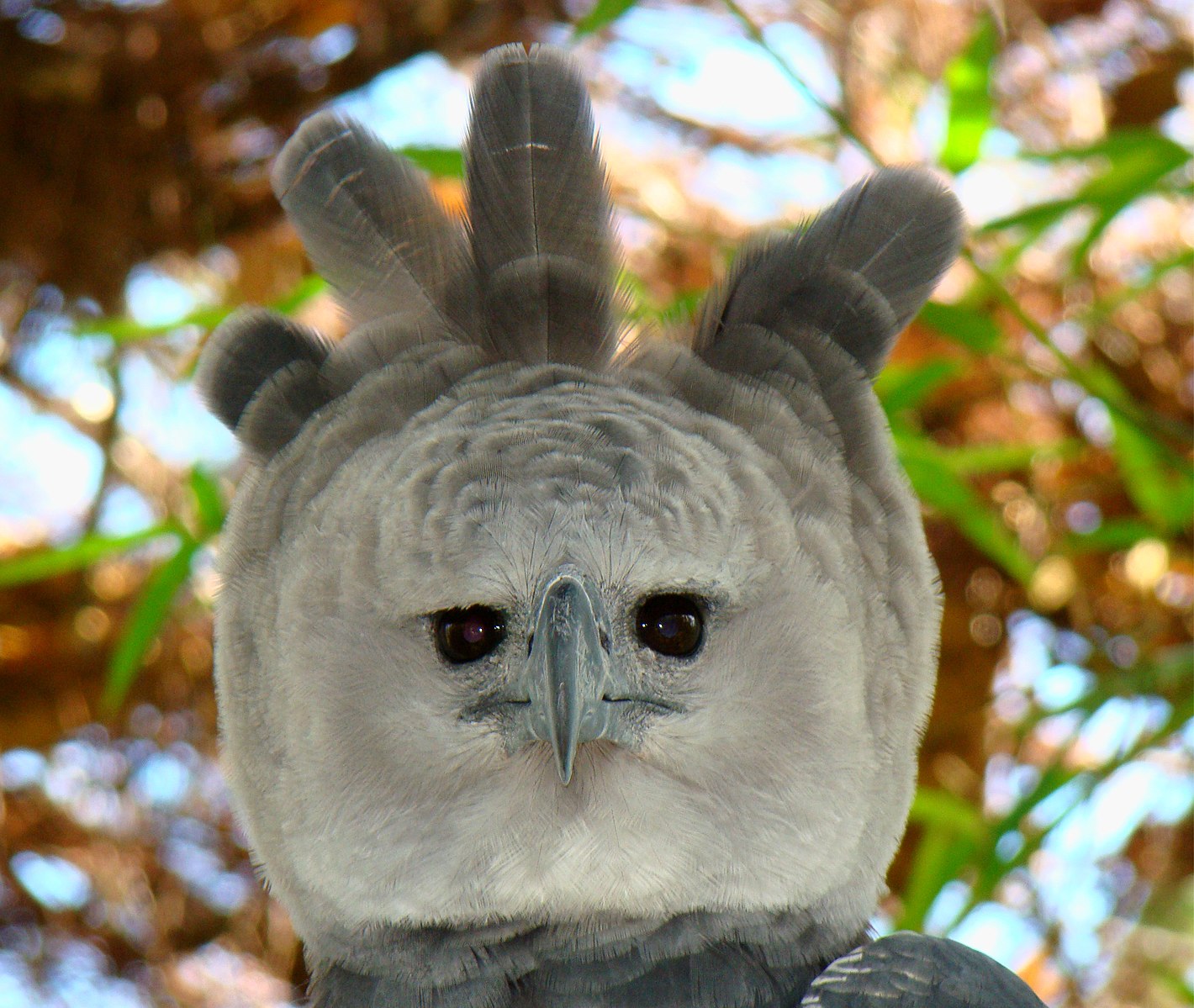 are there Harpy Eagles in Phoenix