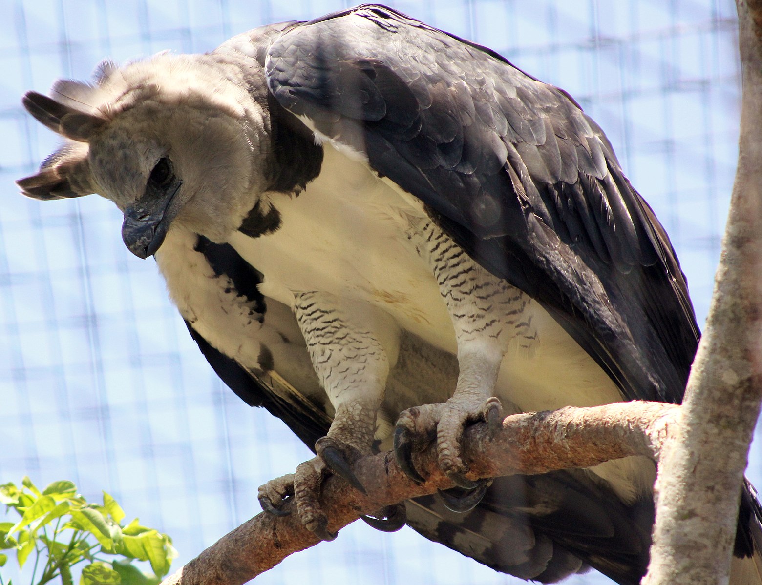 how do Harpy Eagles attract a mate