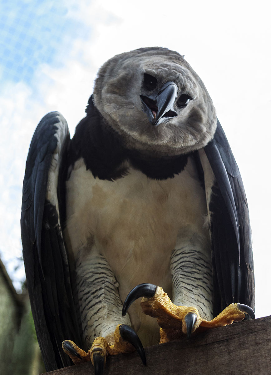how tall can a Harpy Eagle get