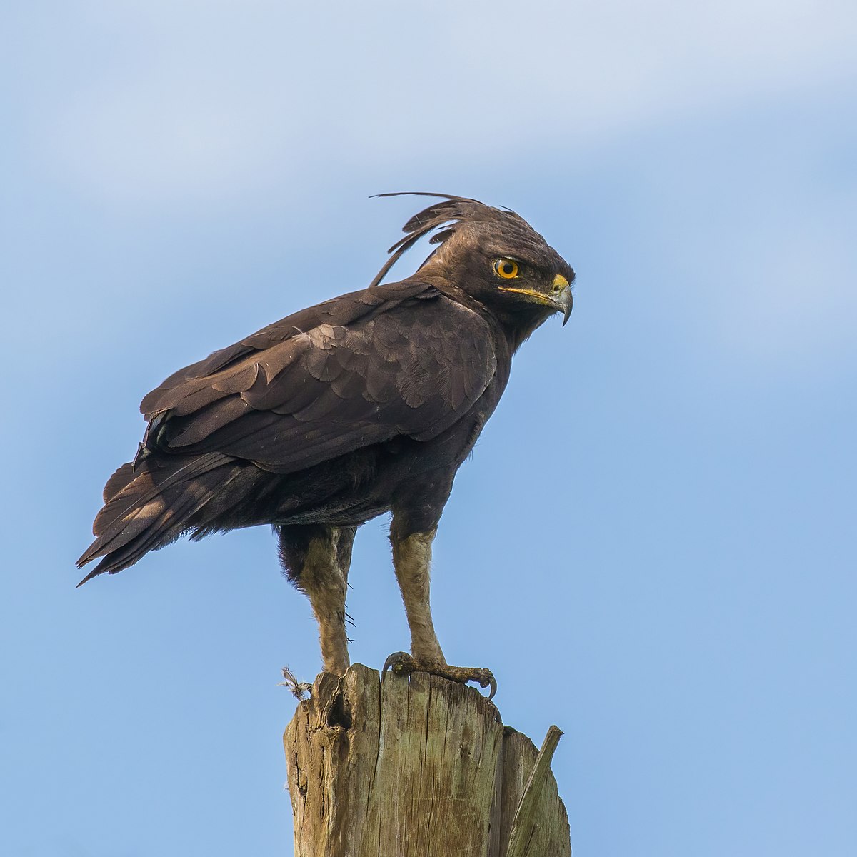 do crested eagles hunt at night