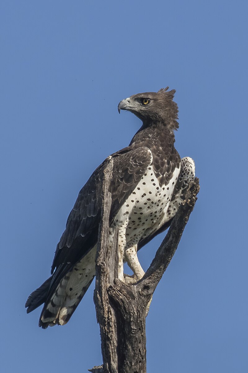 can martial eagles be trained