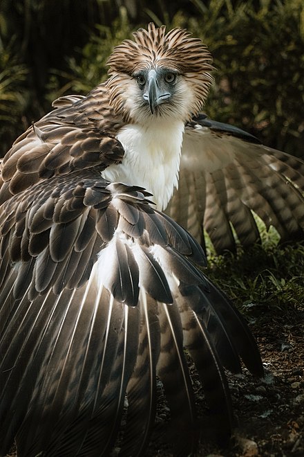are female philippine eagles bigger than males