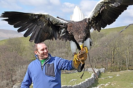 how big does a stellers sea eagle get