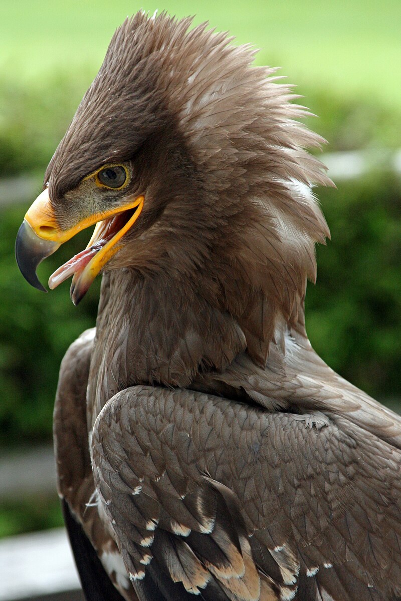how often do steppe eagles eat