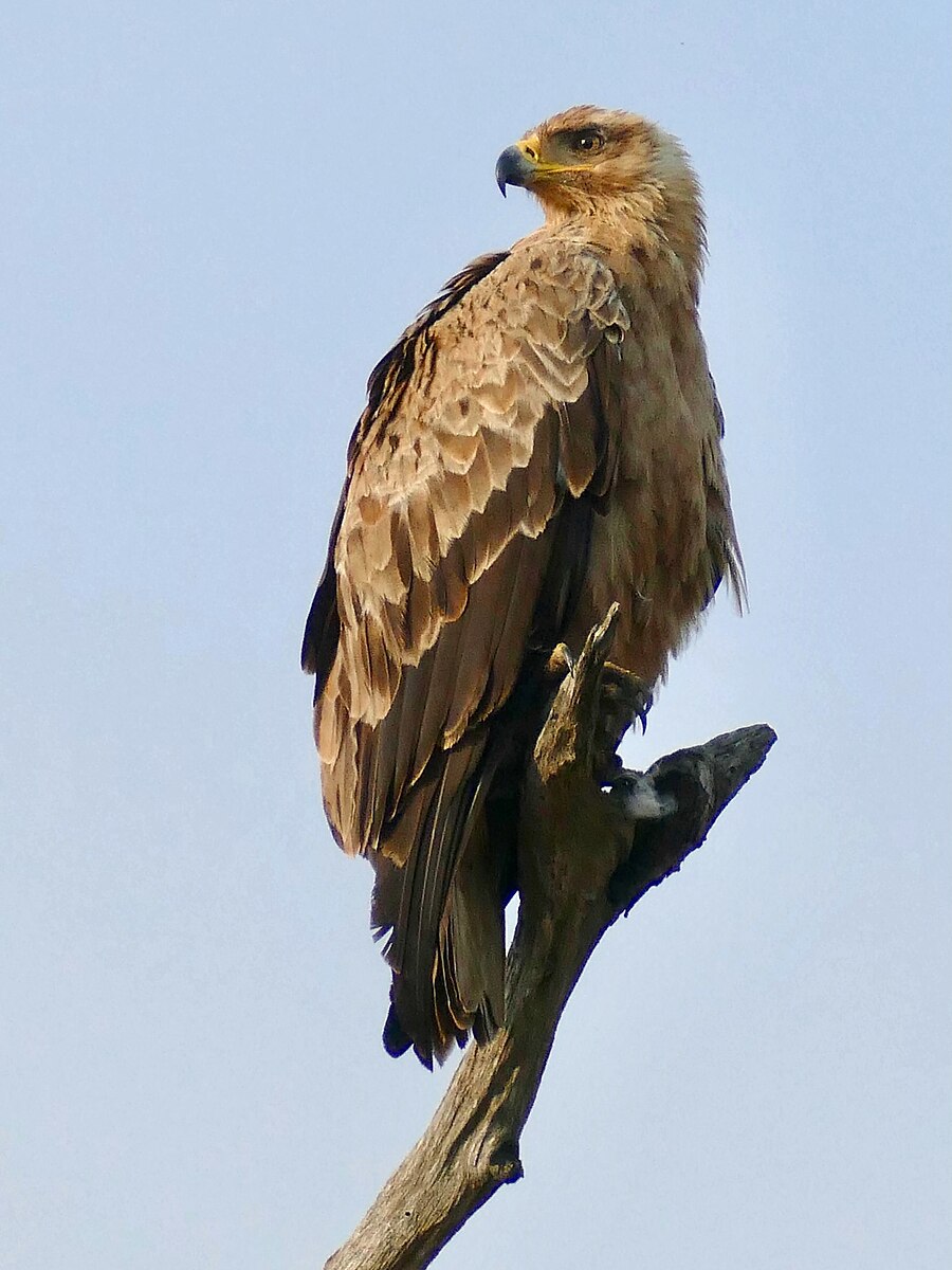 tawny eagle habitat