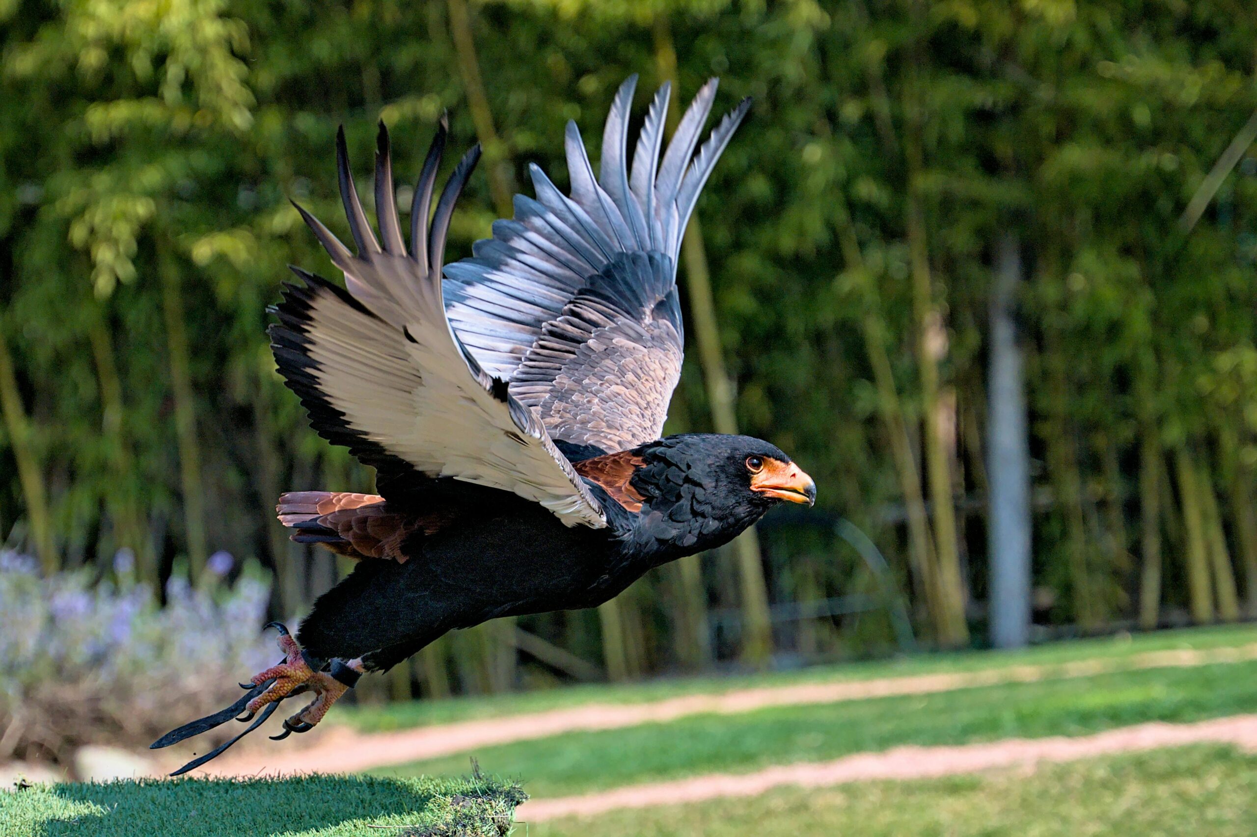 can bateleur eagles see at night