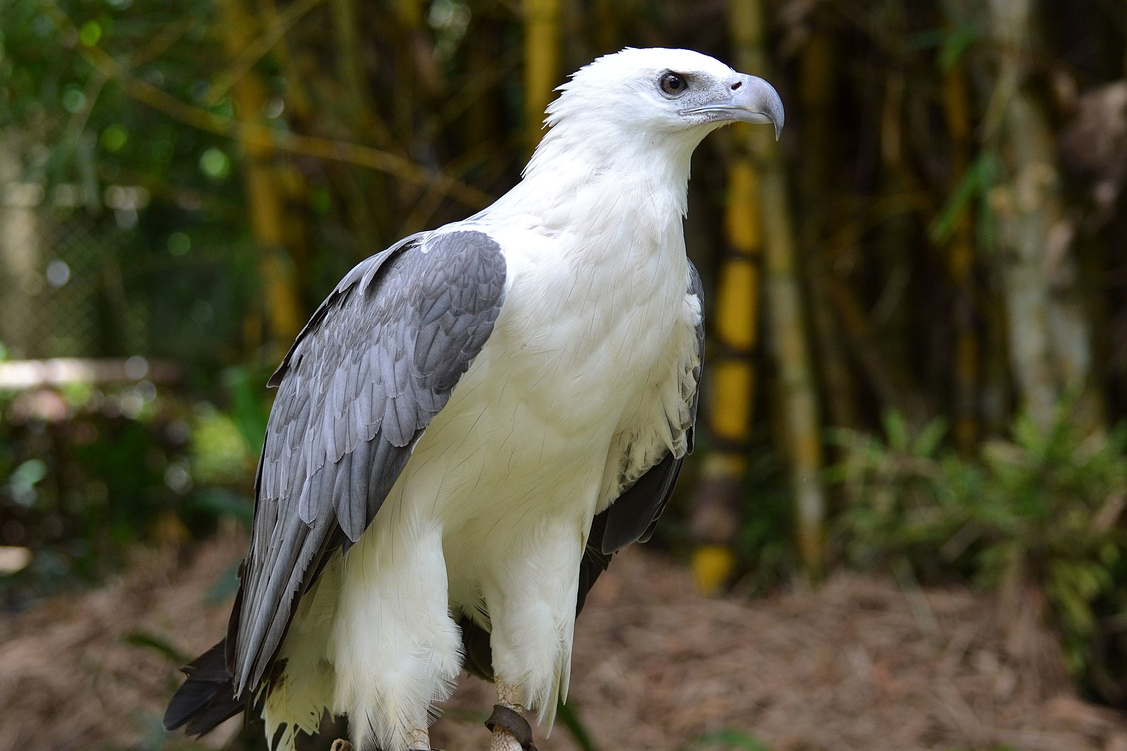 how far can white bellied sea eagles see