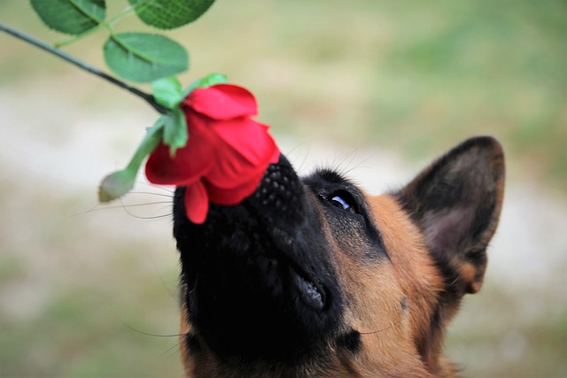 Can German Shepherd eat nectarines