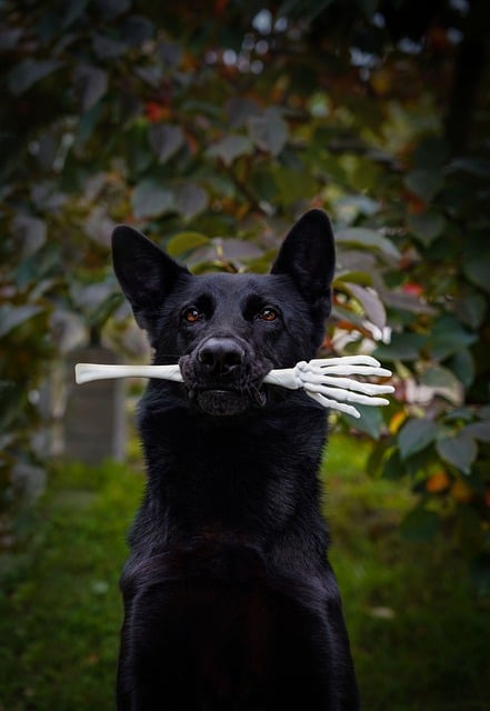 Can German Shepherd eat pork bones 2